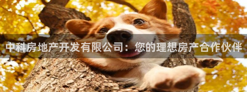 万向娱乐公司 585.34I 娱乐